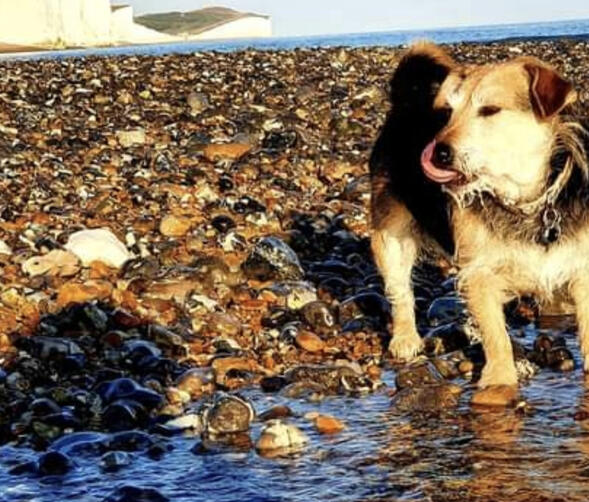 Pet Energy Balancing